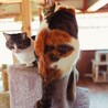 飼い主他界 ママ猫サチ 母子1/4 サムネイル6