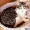 飼い主他界 ママ猫サチ 母子1/4 サムネイル7