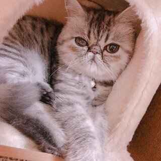 【急募】エキゾチックショートヘア　ぶーちゃん