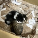 【急募】生後4週間の茶トラちゃん