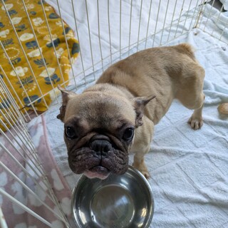 フレンチブルドッグ　ゆうこちゃん　2歳