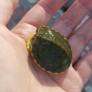 【爆裂元気】海で拾った子どものミドリガメです