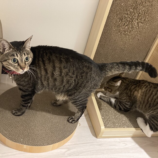 あずきなこ.のカバー写真