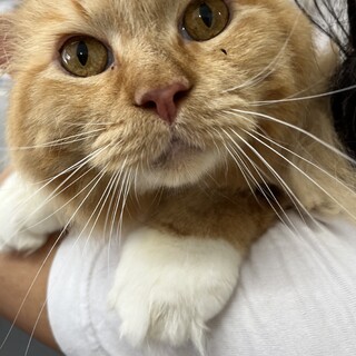 穏やかな男の子　ミヌエットの茶々丸くん