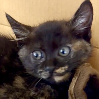 とにかく超甘え子人が大好き温厚なアメ姫