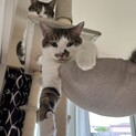 親子猫　大切に育ててくださる方