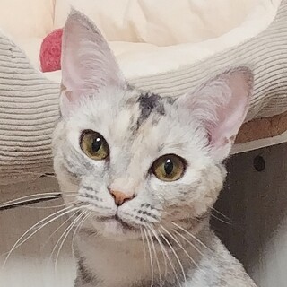 5/25高田馬場★かのこちゃん★可憐なお転婆娘