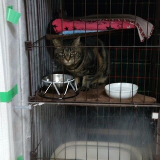 保護猫　里親募集中　人なれ練習中です