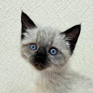 5/25高田馬場★リンダちゃん★おっとり甘えん坊