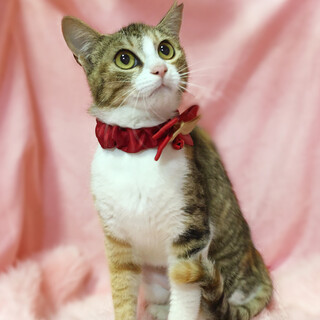 お留守番できます♪元気で明るい『ひまわり』6ヶ月