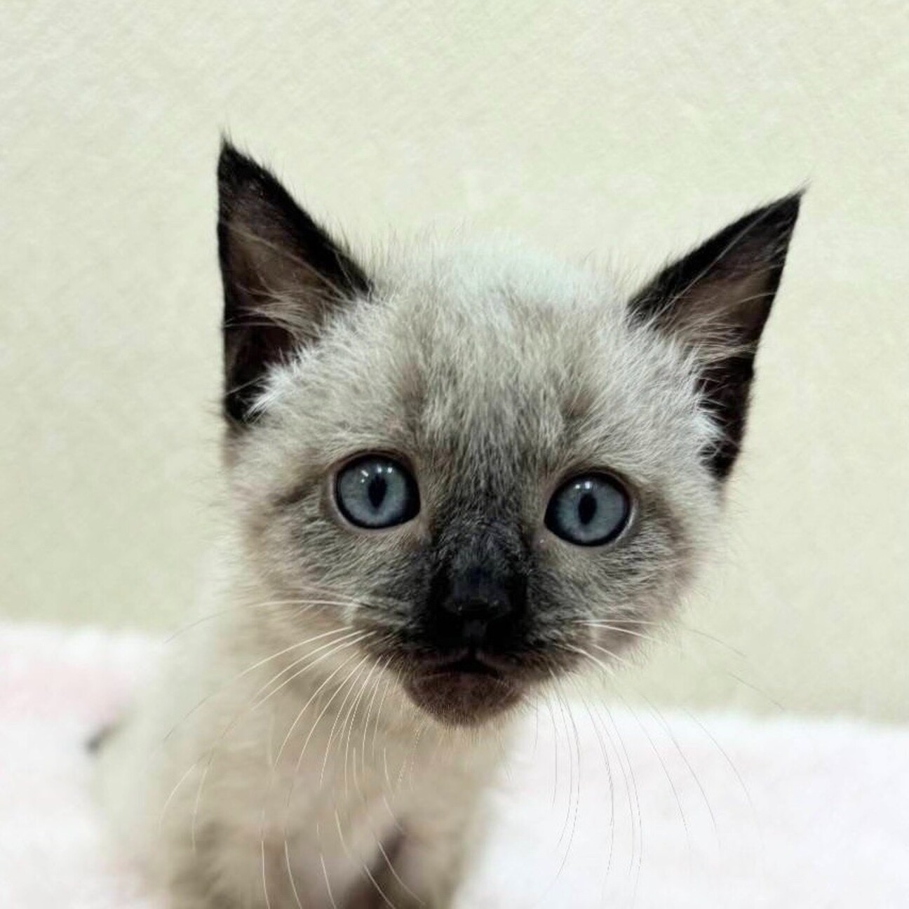 めだかの喜ぶ猫さま(=^・^=)『す』 めだかの喜ぶ猫さま(=^・^=) 5 （めだかの喜ぶ猫さま④ 浮かし）