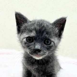 5/25高田馬場★ココハーツちゃん★甘々お膝猫