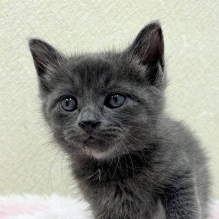 5/25高田馬場★ココプルーちゃん★マイペース女子