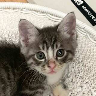 5/25高田馬場★ほっしーくん★超甘えん坊BOY