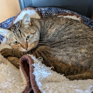 小さいボディでキュートなトラねこの里親さん募集中！