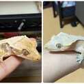 急募！クレステッドゲッコー2匹
