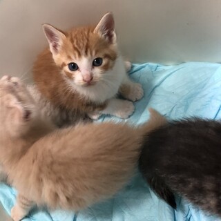 きなこくん　美しい鮮やかな茶白くん