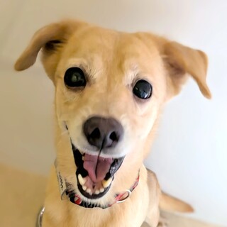 眉毛がチャームポイント♪甘えん坊な、まゆゆちゃん！