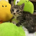 生後約３週間の可愛い子猫です