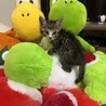 生後約３週間の可愛い子猫です サムネイル2