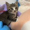 生後約３週間の可愛い子猫です サムネイル3