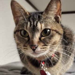 活発で可愛らしい女の子❤︎リボンちゃん