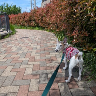 春のお散歩