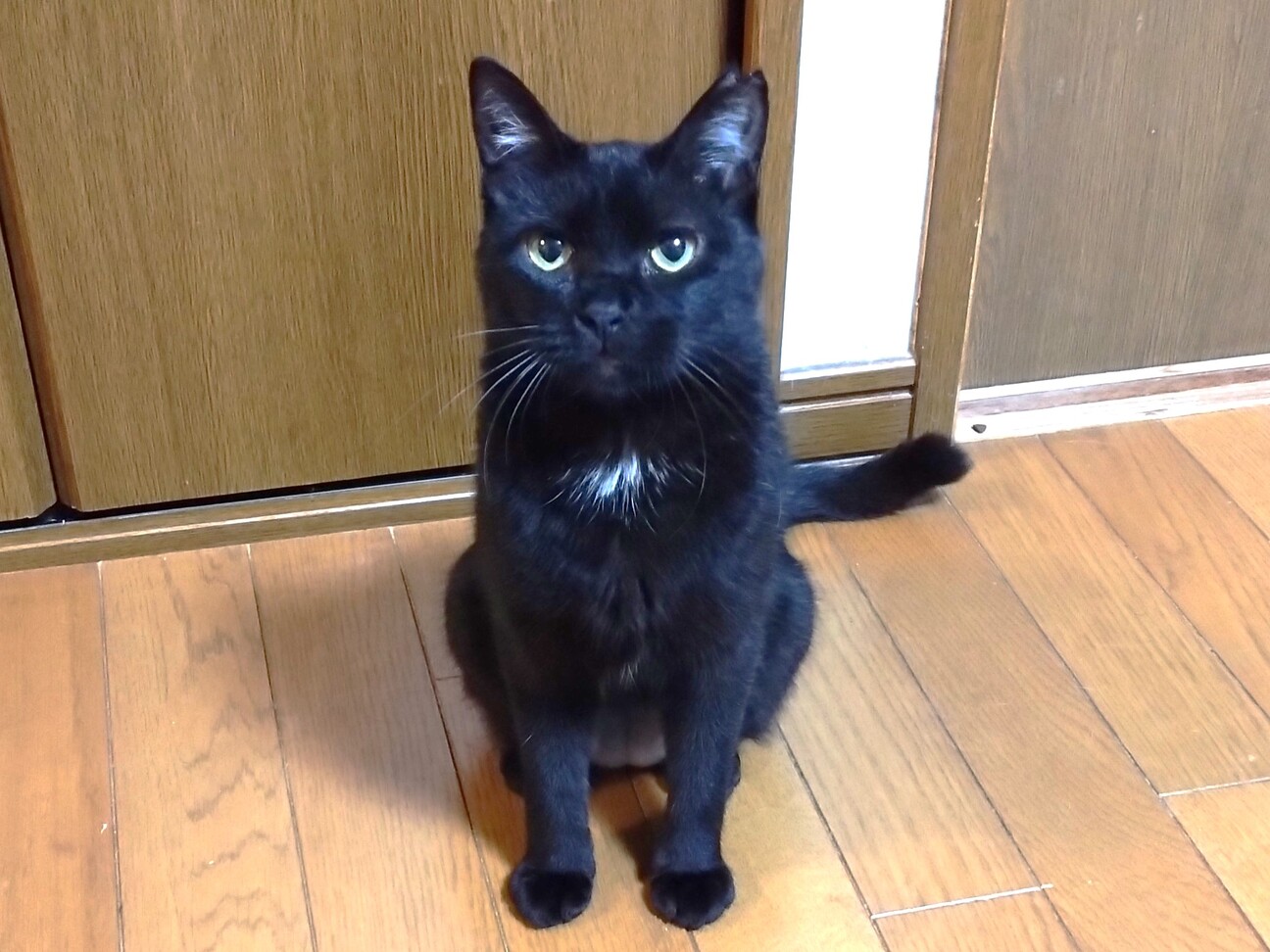 甘えたい黒猫おとなしい性格です」大阪府 - 猫の里親募集(515771