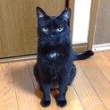 甘えたい黒猫おとなしい性格です