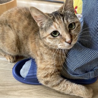 とにかく人が大好き！甘えん坊さんの❤︎コトリちゃん