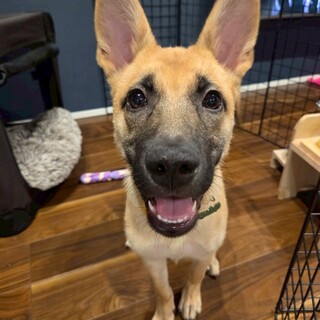 困り顔の♥まるこめくん