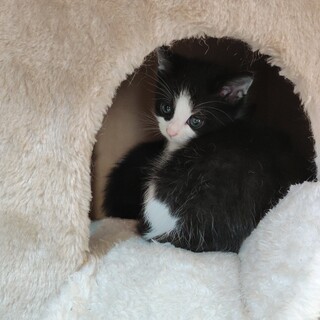 可愛いハチワレ