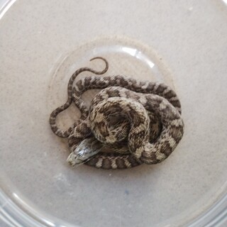 【昨年8月生まれ】約50cmのアオダイショウヘビー