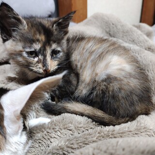 元気なサビちゃん