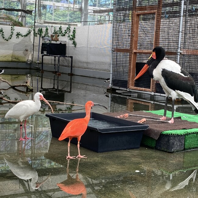 loroのカバー写真