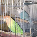 コザクラインコ(♂♀ペア)の里親募集