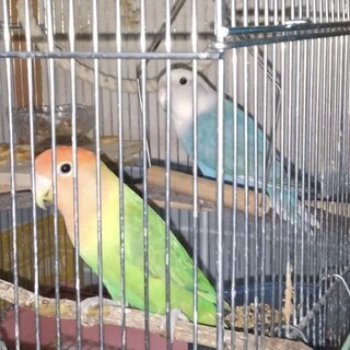 コザクラインコ(♂♀ペア)の里親募集