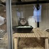 ゴールデンハムスター♂︎長毛