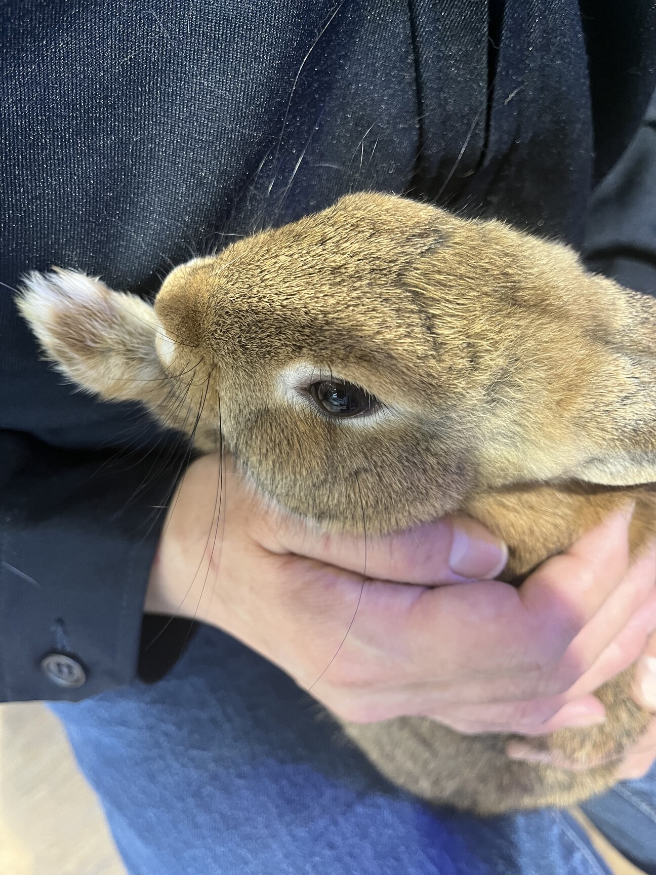 うさぎ 2羽※1羽ご縁を」神奈川県 - 小動物の里親募集(515785