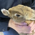 うさぎ　2羽※1羽ご縁をいただきました※