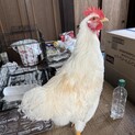 ニワトリ雄の里親さん募集します。