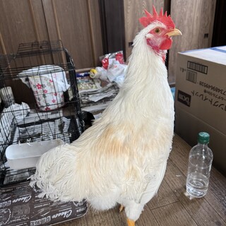 ニワトリ雄の里親さん募集します。