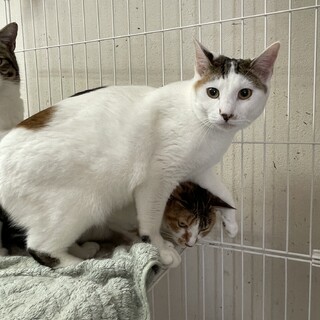 おとなしい女の子♡コハナちゃん１歳