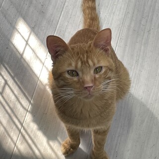 おしゃべりな甘えん坊♡ちび太君１歳