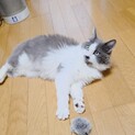 不妊手術チップ済み　半長毛の女の子