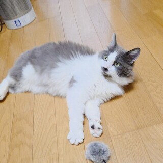 不妊手術チップ済み　半長毛の女の子