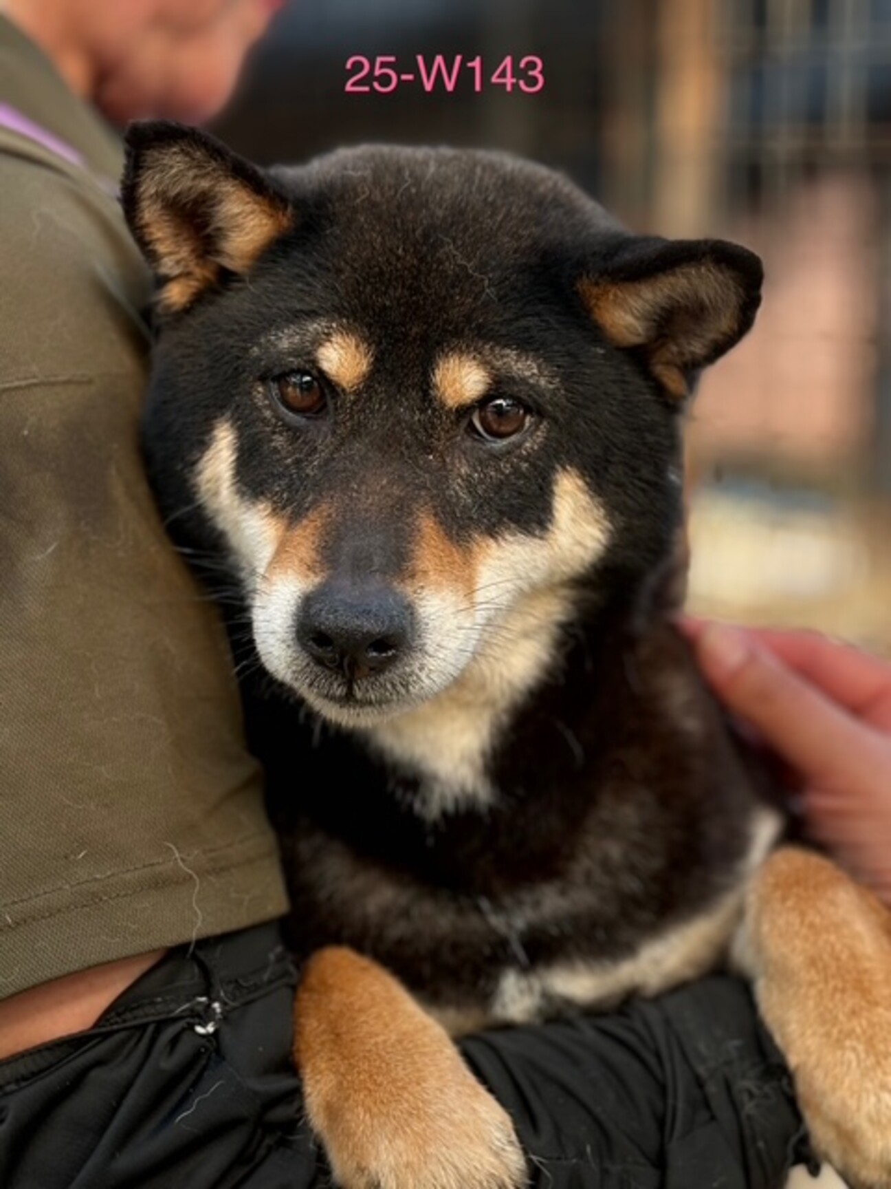25-W143 とっても」滋賀県 - 犬の里親募集(515794) :: ペットの