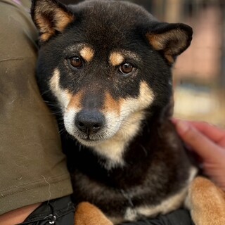 25-W143 とっても良い子・黒柴ちゃん