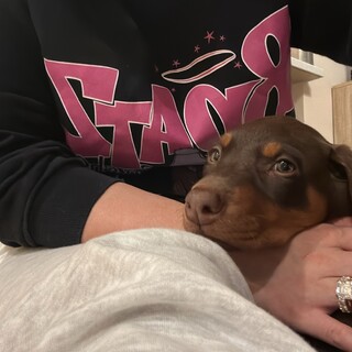 4ヶ月ドーベルマン