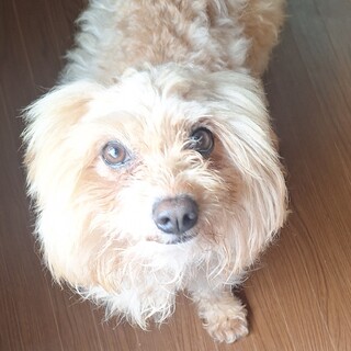 至急！人懐っこいポメプー3歳の男の子